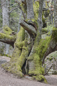 Ambroz 山谷的一棵古老的板栗树。惊人的自然。西班牙