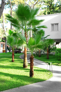 土耳其旅馆自然风景庭院图片