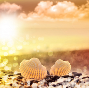 卵石海滩上的贝壳