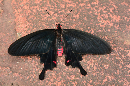 常见的玫瑰凤蝶图片