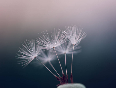 极小的水滴，蒲公英的种子