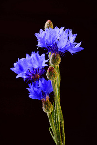 黑色背景新鲜蓝菊苣花的组成图片