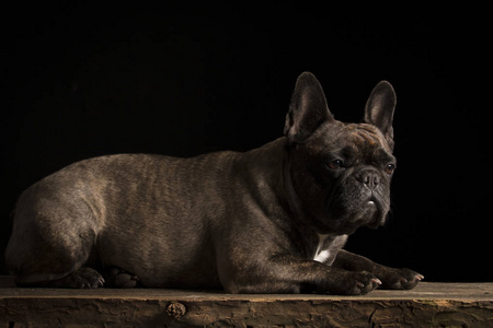 可爱的法国斗牛犬工作室拍摄，画像上黑色孤立