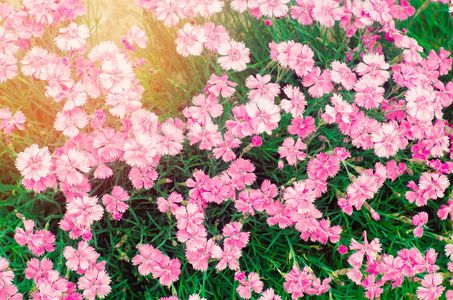 美丽的春天花玫瑰少女粉红色在花园里生长在一个晴朗的日子, 设计背景, 自然壁纸