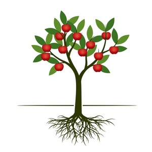 绿色的夏天树与红苹果和根。矢量插图。园林植物
