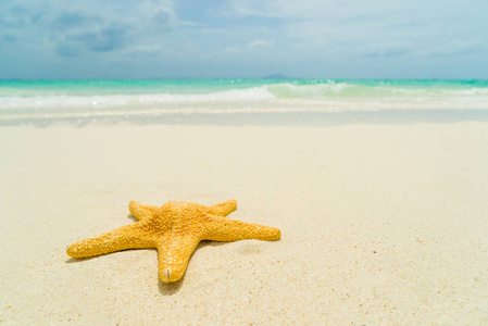 在阳光明媚的一天海滩上的海星