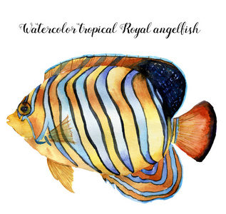 水彩的皇家神仙鱼.手绘热带鱼孤立在白色背景上.