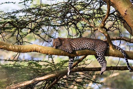 一只豹，搁在一棵树上的肖像。肯尼亚纳库鲁