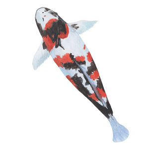 锦鲤废话鱼手画素描和水彩插图。水彩画可爱的锦鲤废话鱼。动物例证在白色背景被隔绝了