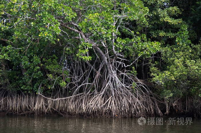 根和红树林