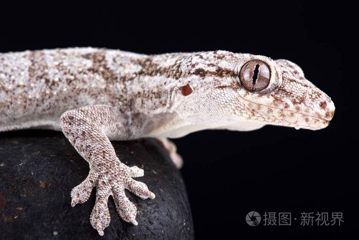 巨型马达加斯加天鹅绒壁虎 Blaesodactylus Sakalava 是马达加斯加西部特有的大型掠夺性壁虎 品种 照片 正版商用图片0pkdcg 摄图新视界