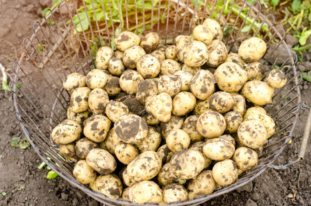新鲜的小黄马铃薯在网格领域近距离农业农业季节性工作蔬菜环保产品丰收。选择性聚焦