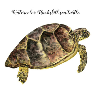 水彩玳瑁海龟.手绘白色背景上孤立的水下动物插图.
