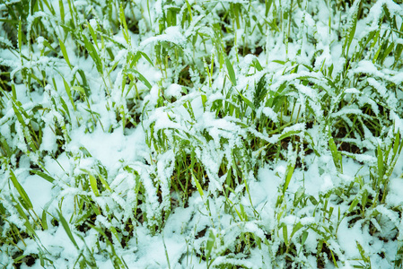 雪下的农田字段麦苗的雪下照片