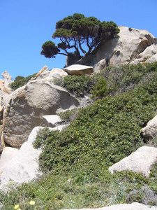 花岗岩岩石与地中海植被, 投诉警察课种皮, 圣特里萨 Gallura, 意大利