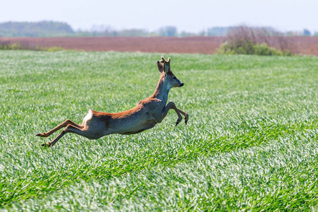 雄鹿在麦田里跳跃.罗伊鹿野生动物照片