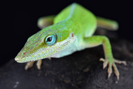 卡罗莱纳变色龙 Anolis carolinensis 是原产于美国东南部的树栖变色龙蜥蜴 西至德克萨斯, 并在别处介绍