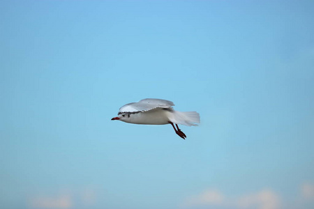 白色海鸥在蓝天下飞翔 科学名称是 Charadriiformes 鸥科。选择性聚焦与场浅景深