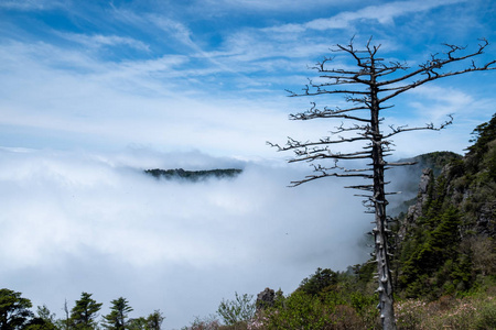 云中的一棵死树和山峰图片