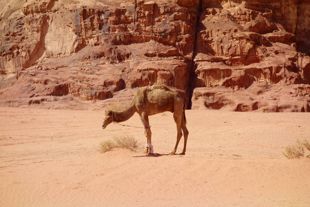 在约旦, 中东地区的野生骆驼