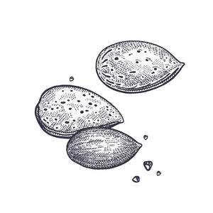 杏仁坚果现实地被隔绝.食物的向量例证.复古雕刻艺术.手绘植物.