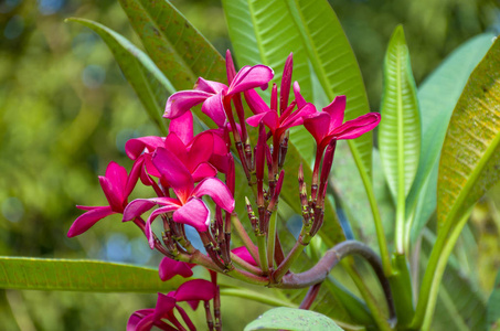 热带粉红色花鸡蛋或 Franzhipani