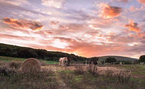 夕阳下的农场里的马