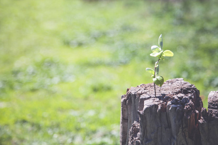 从老木树桩上长出的幼植物幼姜植株的绿叶在白色背景上发芽.