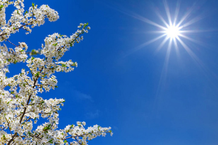 美丽的特写樱桃树枝在白色绽放在蓝色天空背景
