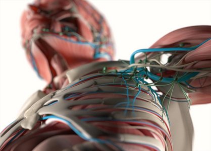 人体血管系统解剖模型