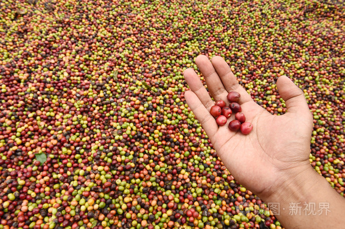 在手上的红色浆果咖啡新鲜咖啡豆