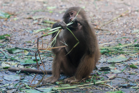 hamadryas 狒狒坐着吃草照片