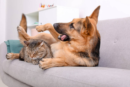 猫和狗的友谊图片