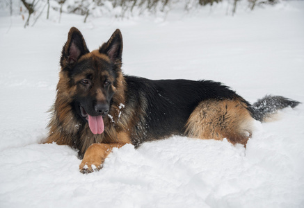 德国牧羊犬在雪地上