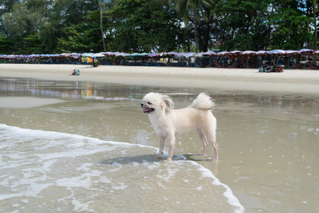 狗在海滩旅行