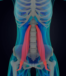 女性的腰大肌肌肉解剖模型