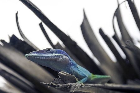 古巴男性蜥蜴艾利森的变色龙 Anolis allisoni, 也被称为蓝为首的变色龙巴拉德罗, 古巴