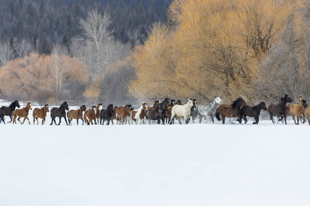 马雪中奔跑照片