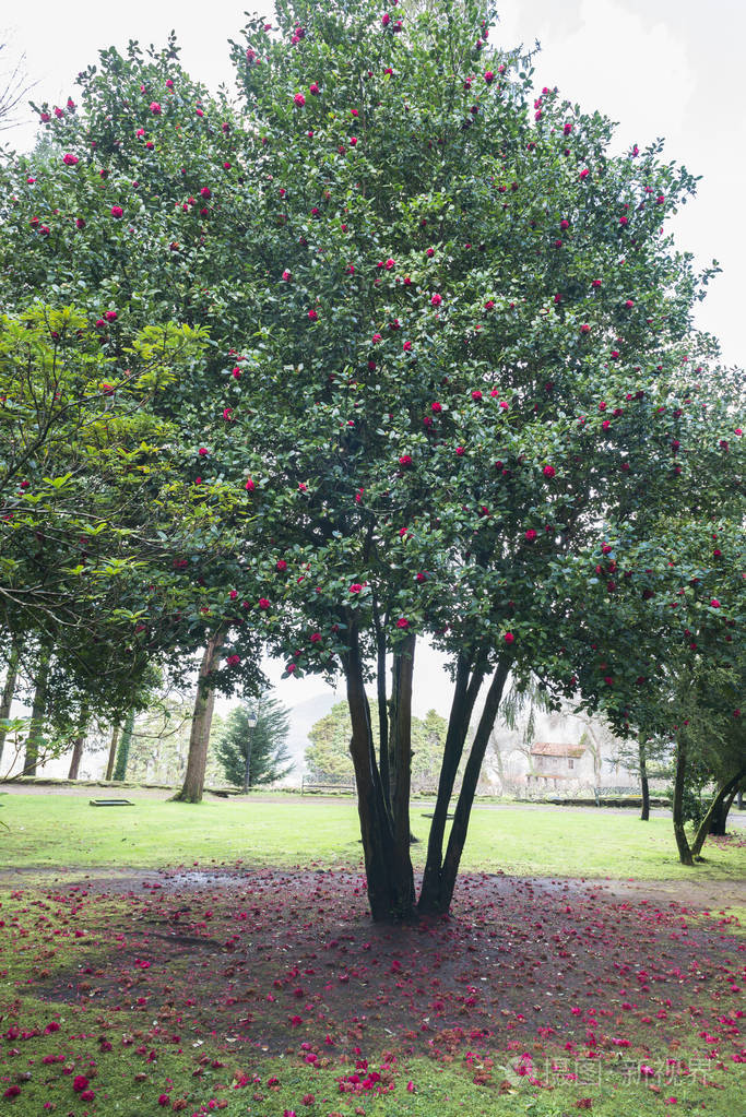 加利西亚的山茶树西班牙