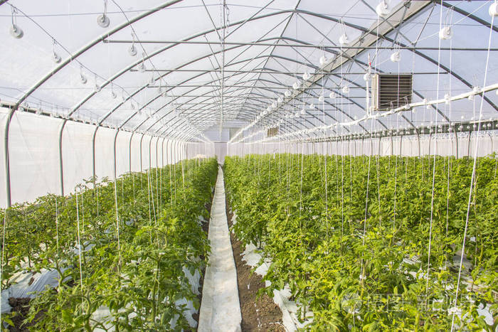 发展工业的规模，在温室番茄