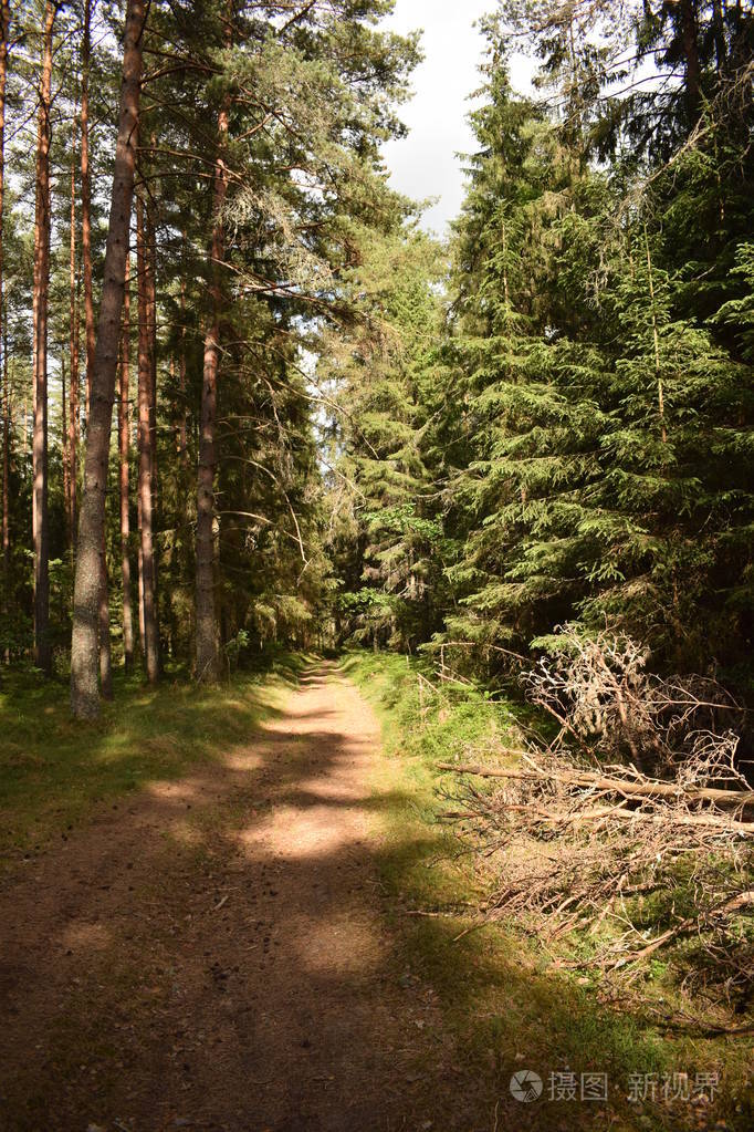 夏天在森林里散步.破碎的树木, 阳光和空旷的道路