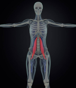 女性的腰大肌肌肉解剖模型