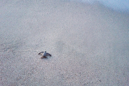 棱皮龟在海滩上爬到海图片