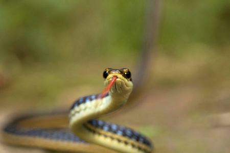 东部 bronzeback, Dendrelaphis proarchos, Colubridae, Trishna 特里普拉邦