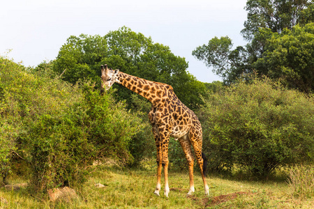 从马赛吻一只大长颈鹿从一棵大树上吃树叶.马赛马拉, 肯尼亚照片