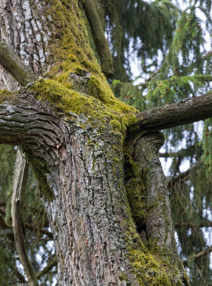 老空心橡木部分青苔盖, bialowieza 森林, 波兰, 欧洲