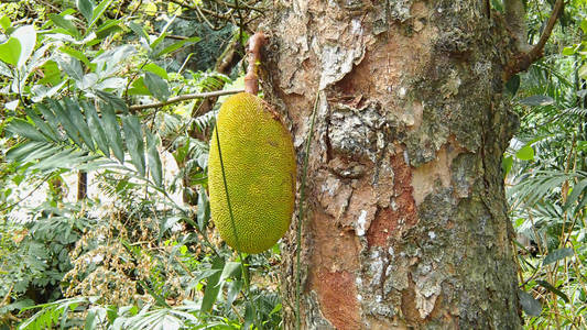 天然成熟黄绿色 maniok 面包果取决于塞舌尔森林中的一棵树