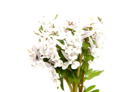 早期的春天的花朵上白色孤立