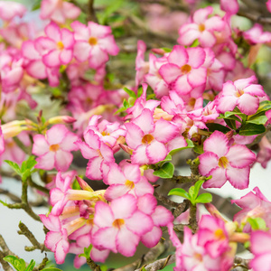 花园里的粉红色花盆景