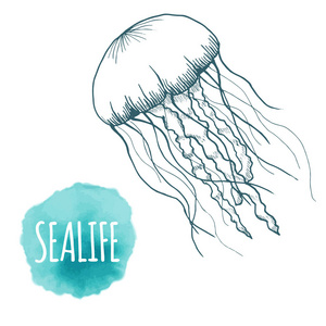 水母的剪影图片